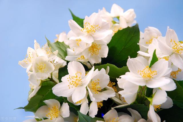 家里有这三种绿植花草的赶紧扔掉,家里一堆养花的盆