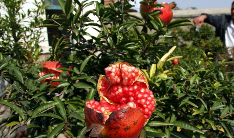 石榴开花结果晚原因,石榴结果酸涩怎么办