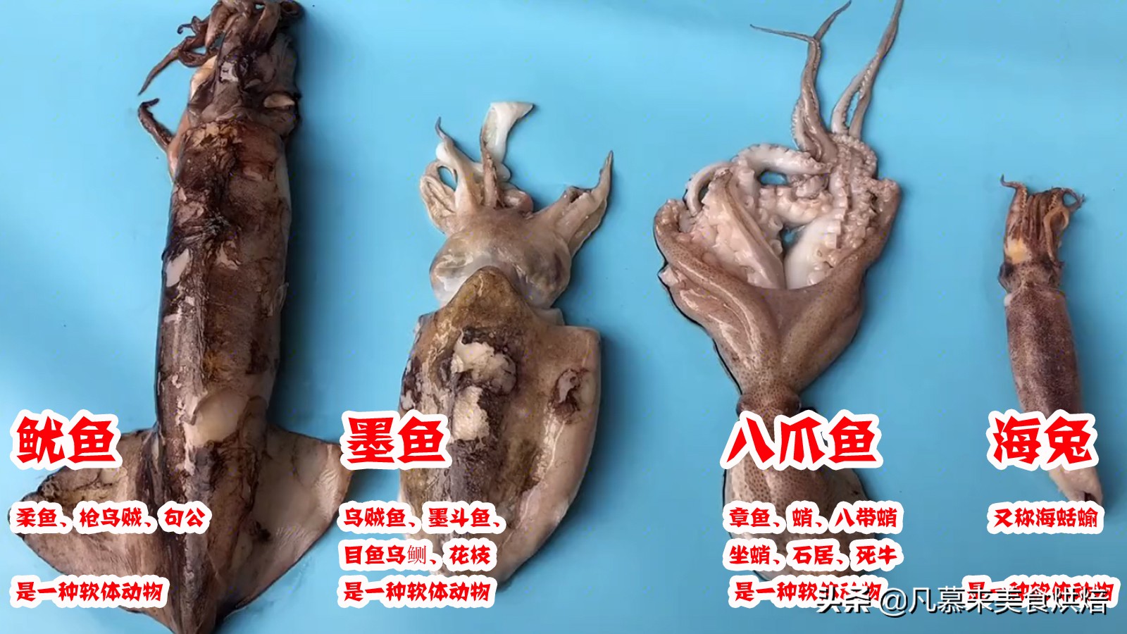 海兔墨鱼和八爪鱼哪个好吃,八爪鱼墨鱼鱿鱼海兔