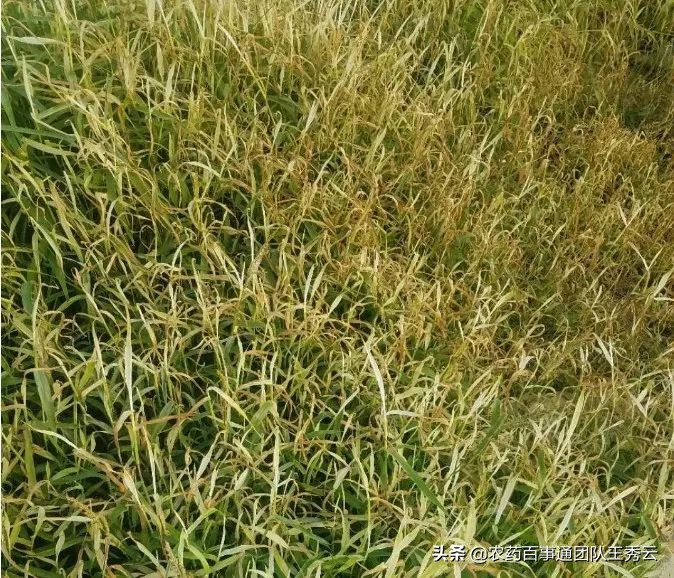 目前最好的除草剂成分有哪些,常用除草剂简介汇总