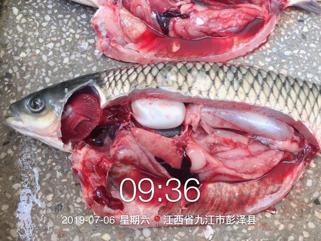 池塘草鱼病的原因和治疗方法,池塘里的草鱼突然死亡是怎么回事