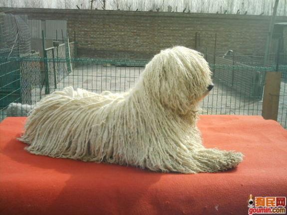 狗狗大全,送给喜欢狗的人）