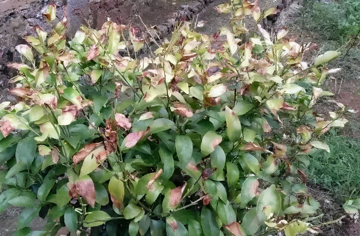 除草剂漂移药害谁负责,除草剂漂移产生的纠纷怎么处理