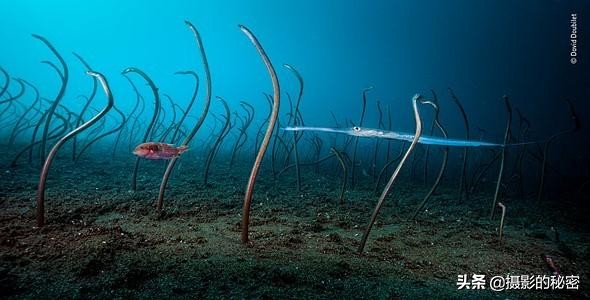 世界上让人惊讶的5种动物,震撼的动物世界视频