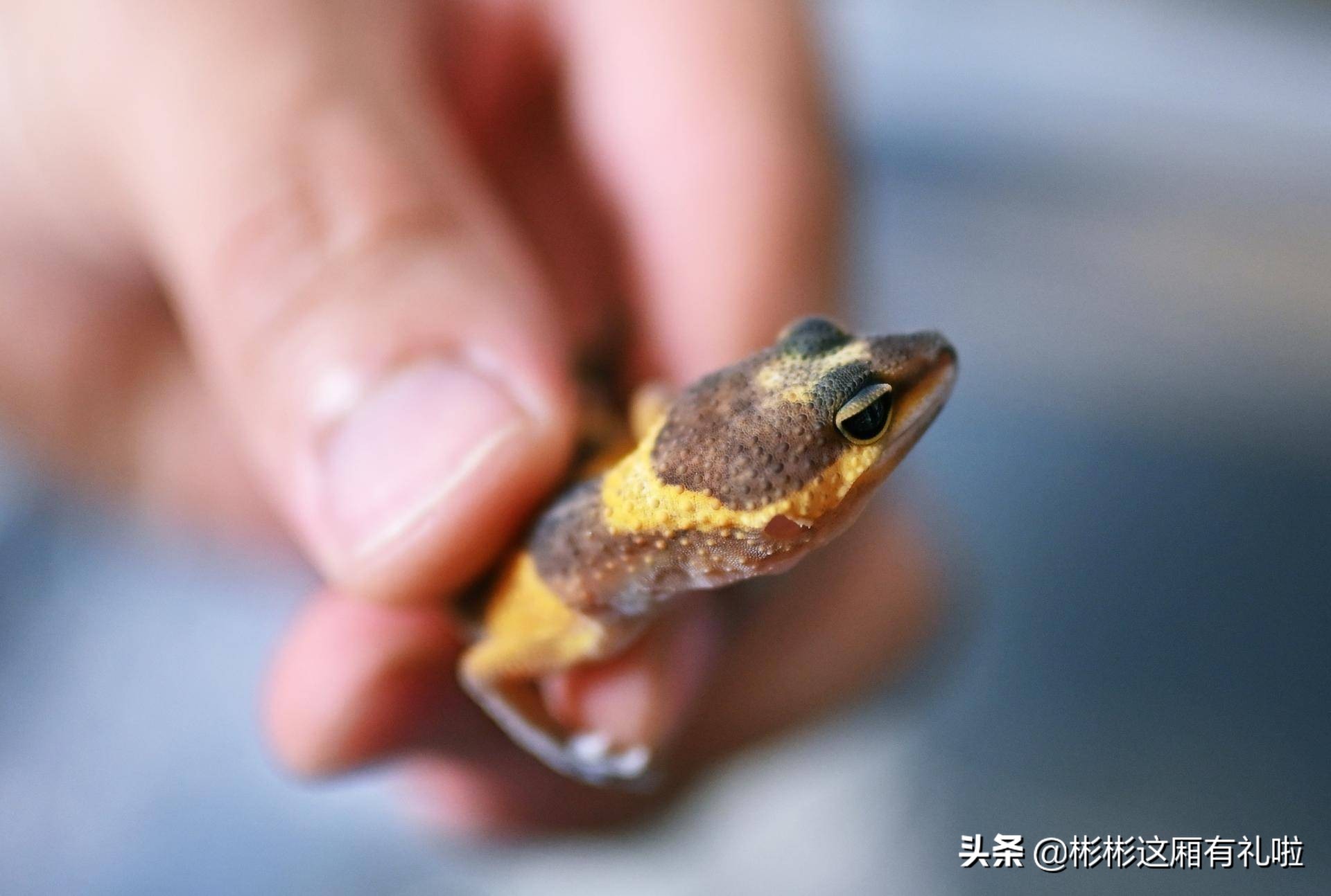 守宫新手养一只还是两只,守宫小白怎么养