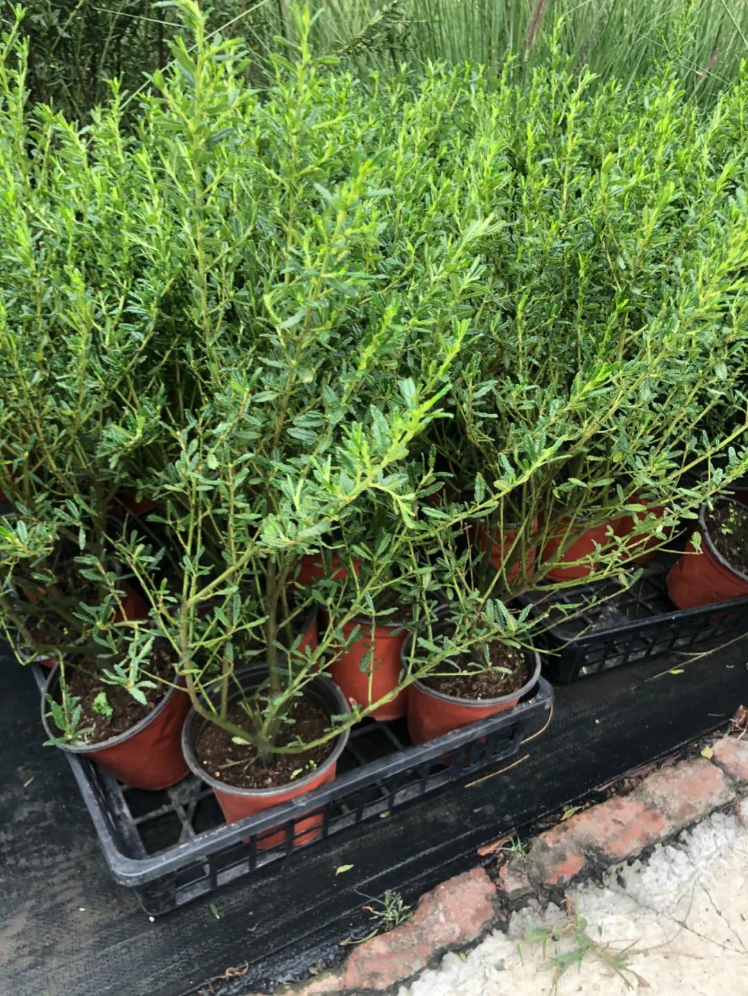 美洲茶寓意是什么,美洲茶蓝色海洋