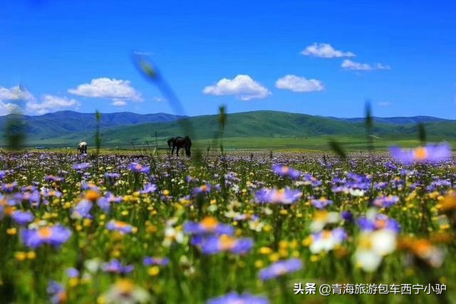 青甘深度大环线,青甘深度八日游