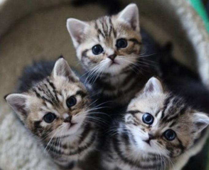 养猫的铲屎官一定要注意除癣,准备养猫的人看的视频