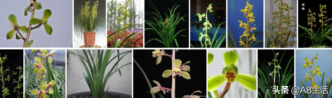 每日一品兰花图片大全,每日一品兰花价格