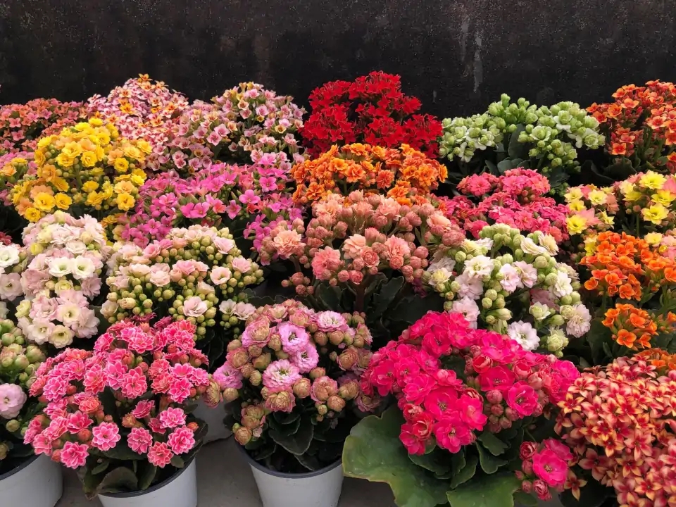 好养的盆栽花卉排名前十,盆栽花比较好养的有哪些