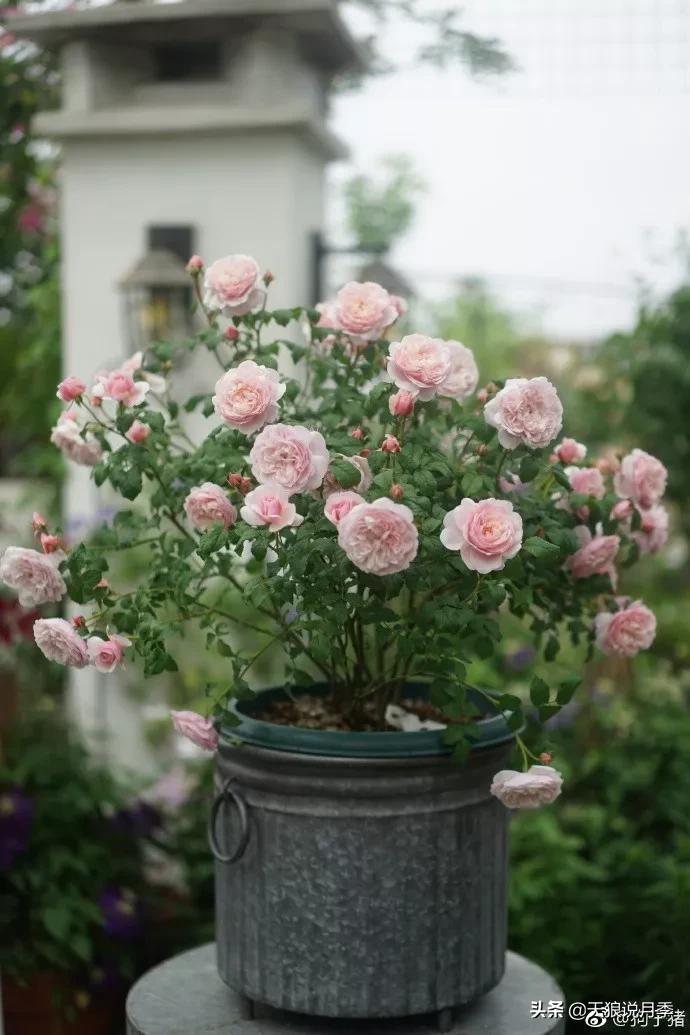 又一个十年,国产自育品种