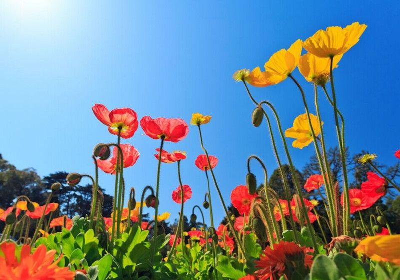 四种有毒花大家必须要了解,和金银花一样的有毒的花是什么