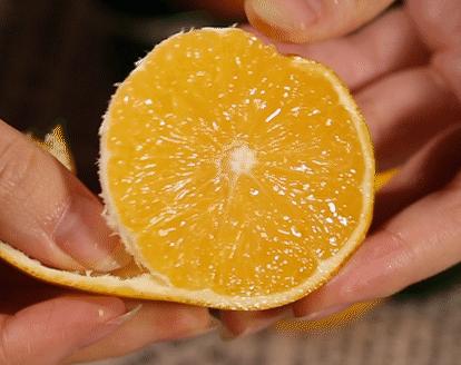 褚橙属于柑类吗,褚橙什么时间成熟