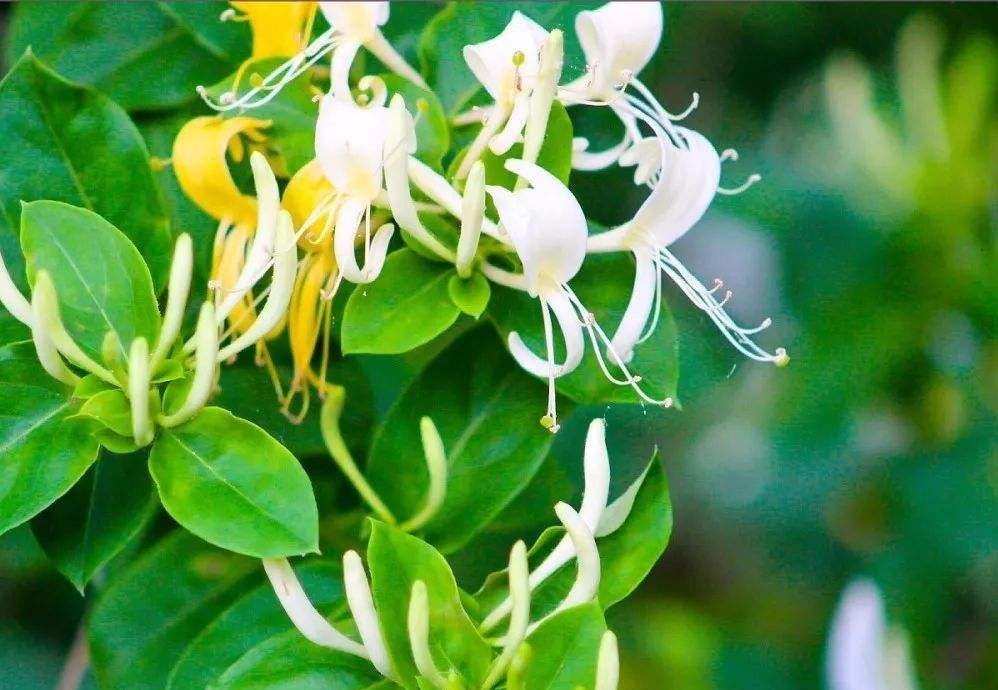 金银花忍冬藤黄芪,金银花忍冬藤的功效与作用