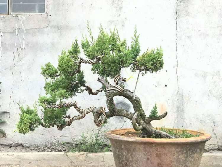 台湾真柏价格表,台湾真柏完整视频