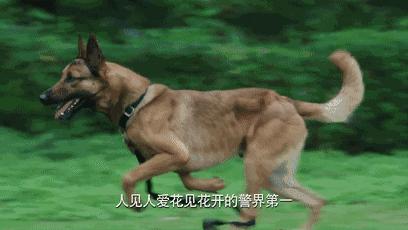 云南缉毒犬查获毒品,云南昆明缉毒犬的训练