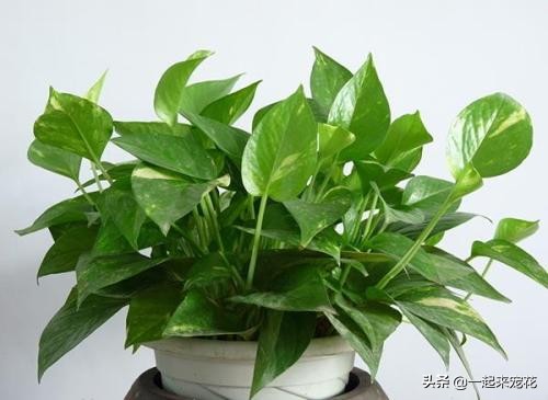 刚买回来的绿萝黄叶了？学会这几招，轻松绿回来，叶比巴掌大