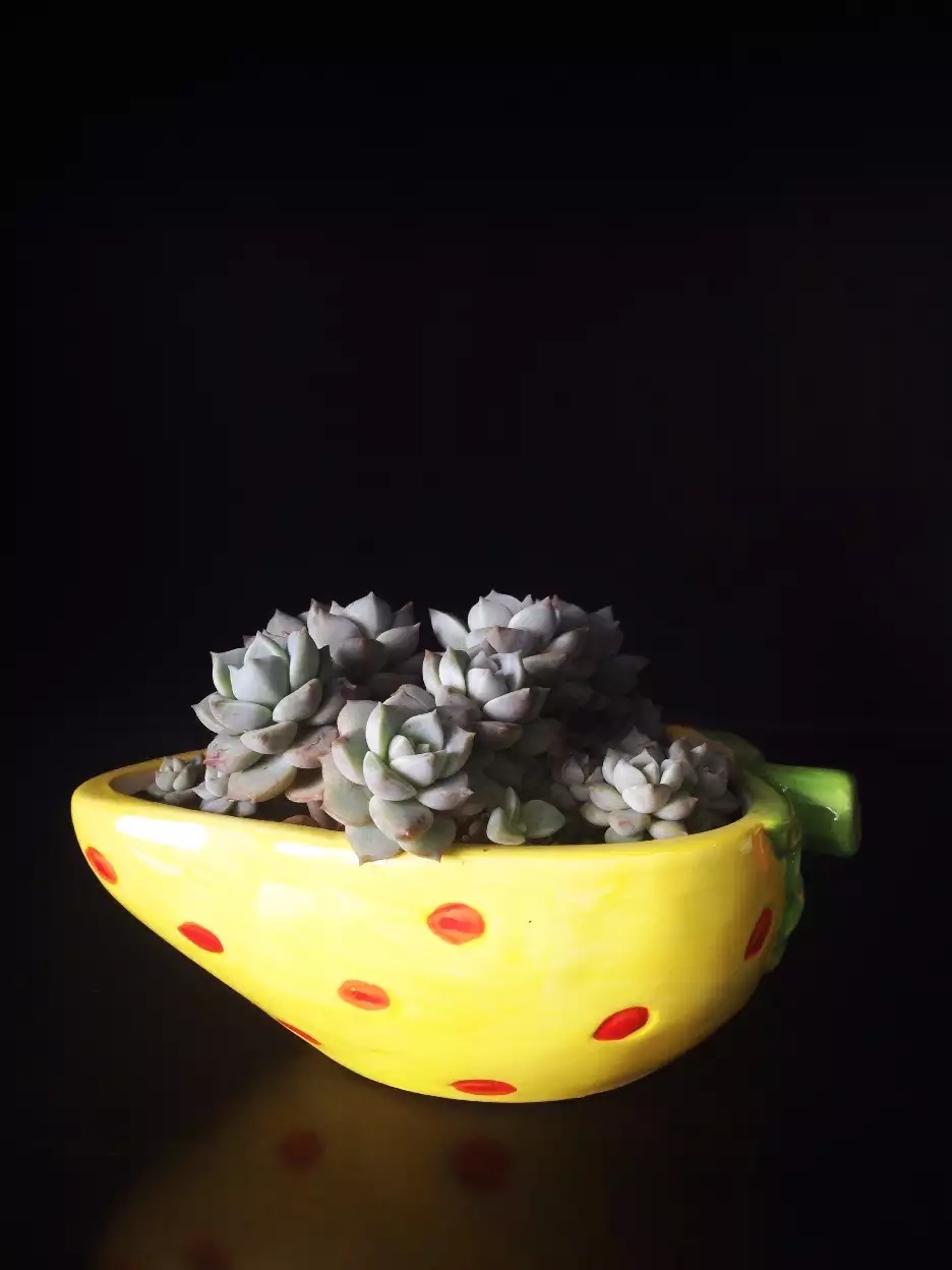 清欢养肉｜优生优育的白牡丹，让你从几片叶子跻身多肉大户