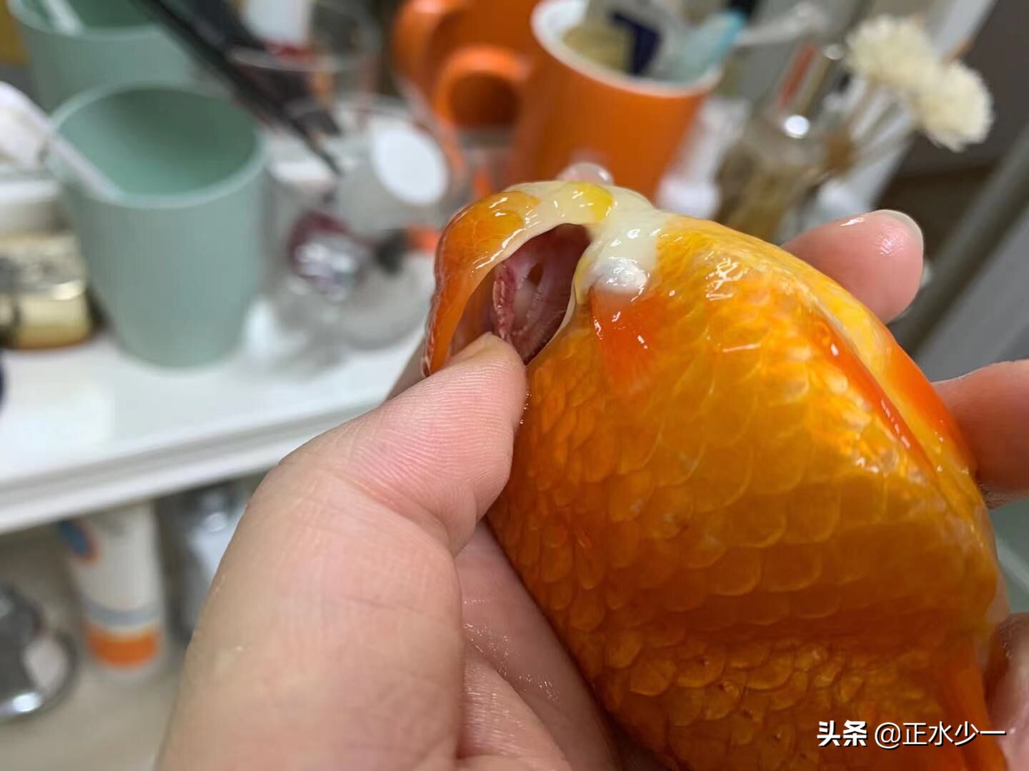 金鱼治疗菌鳃的最好办法,金鱼鳃霉病治疗方法