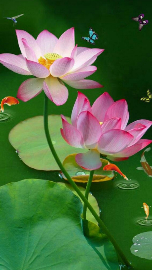 小清新花朵壁纸唯美文艺,唯美淡雅花朵风景图片壁纸