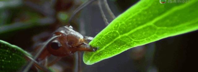 蚂蚁可以用树叶做什么有趣的事情,蚂蚁生长过程纪录片