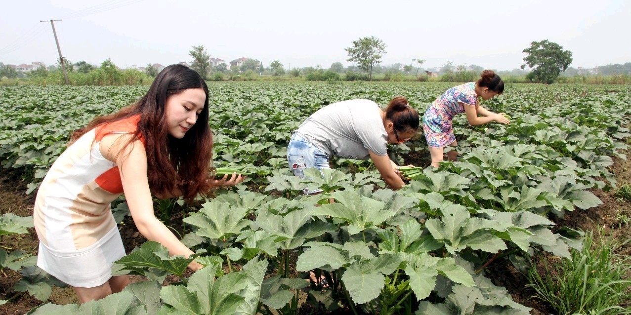 农村什么机器最有前景赚钱,农村最有前途的四种生意回报