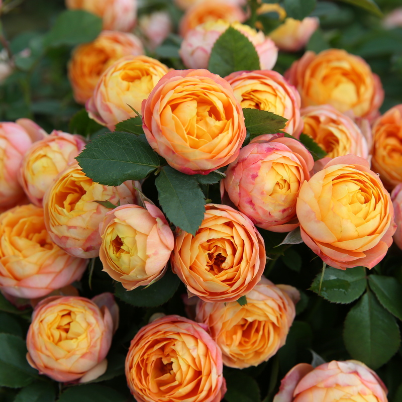 20种必买月季品种图片,网购月季有哪些品种好活