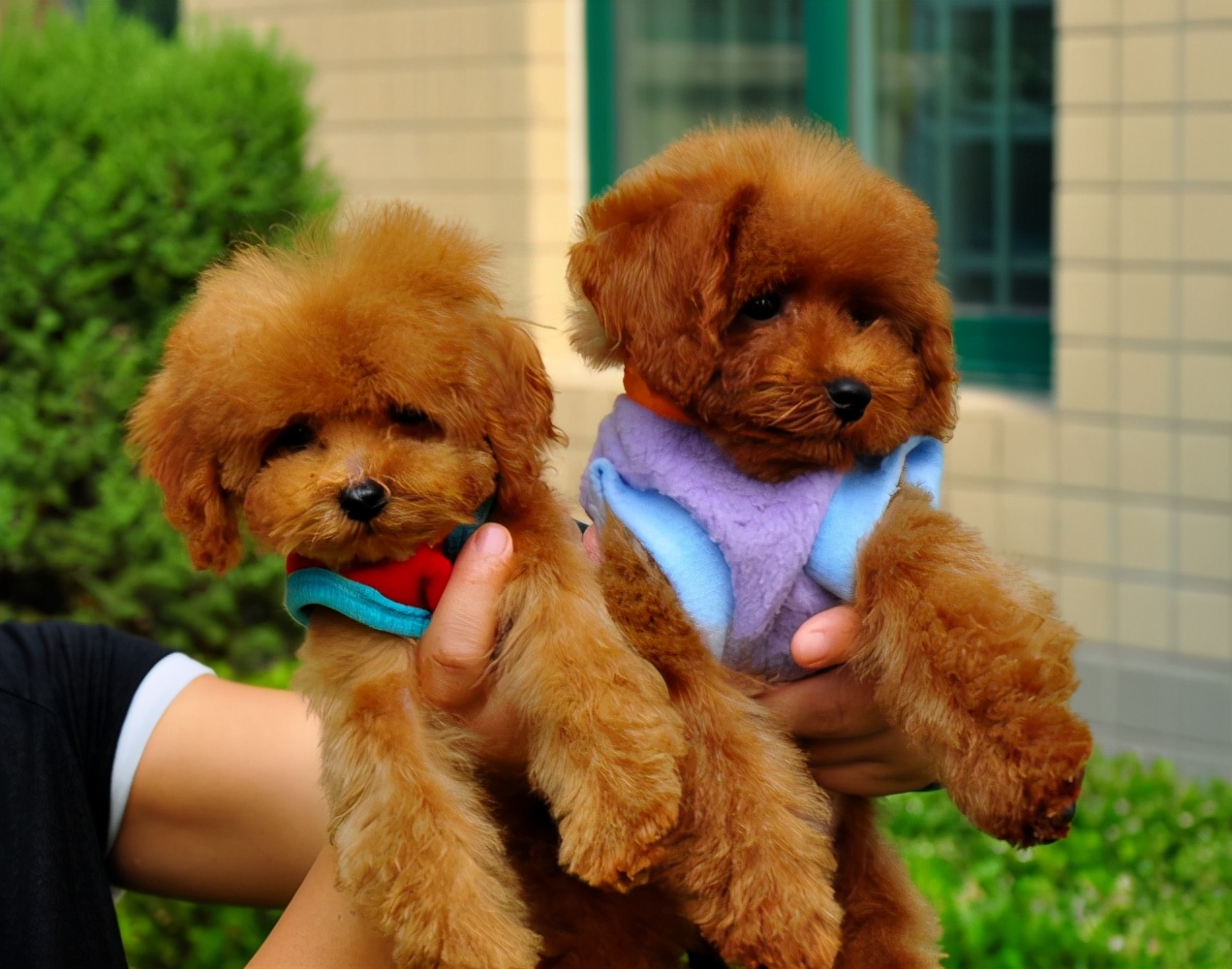 选家狗的正确方法和技巧,懂行的人怎么选狗