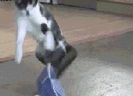 给猫戴上脖圈之后很低落,为什么给猫戴上猫圈就安静了