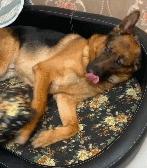 德牧贪玩主人,狗狗调皮被主人训