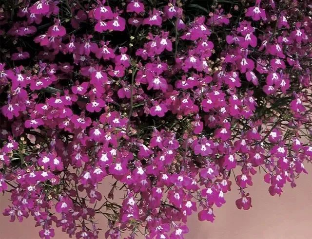 开花灿烂的几种吊盆花，养窗台上就能孕育花朵，不过打理却不容易