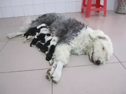 主人怀孕狗狗注意事项,孕犬产前注意事项