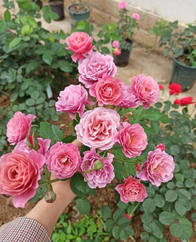 这些花“好看又好养”，不怕高温不怕晒，适合新手夏天养