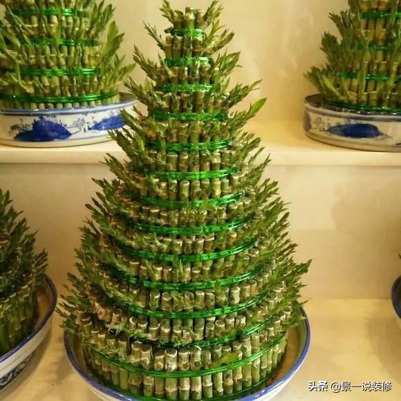 搬家入新宅适合送什么植物,搬家送礼物送什么盆栽最合适