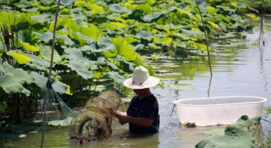 藕虾平养,虾藕混养