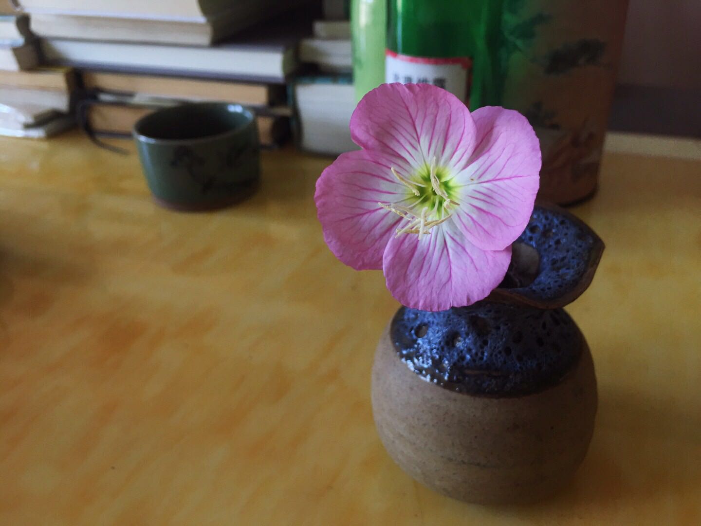 欣赏一朵花的心情,凝视一朵花