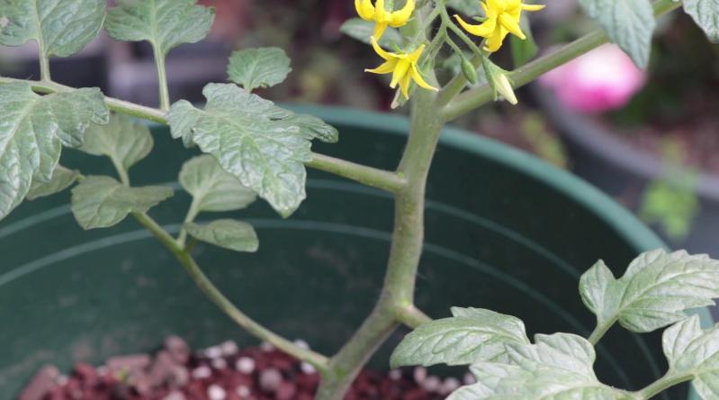 小番茄只长高不结果怎么办,开花期的小番茄要怎么养
