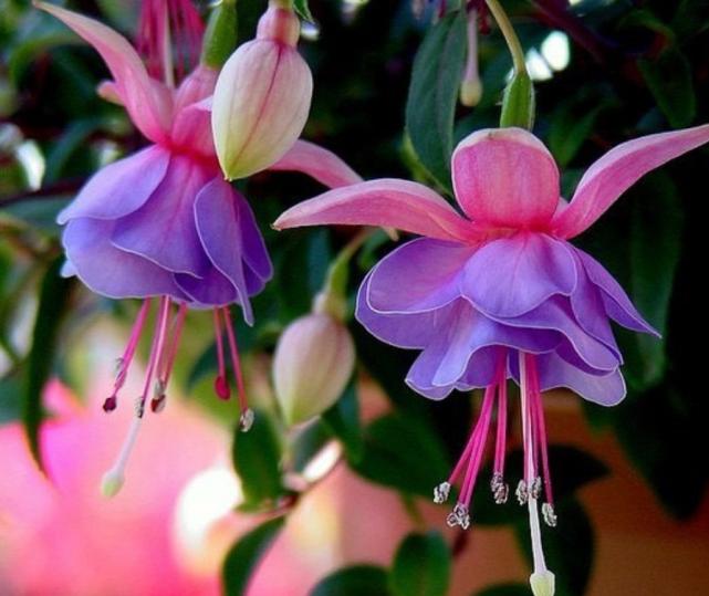 天一热，倒吊*钟金**就蔫了？记住“4个”小细节，恢复精神气，管用