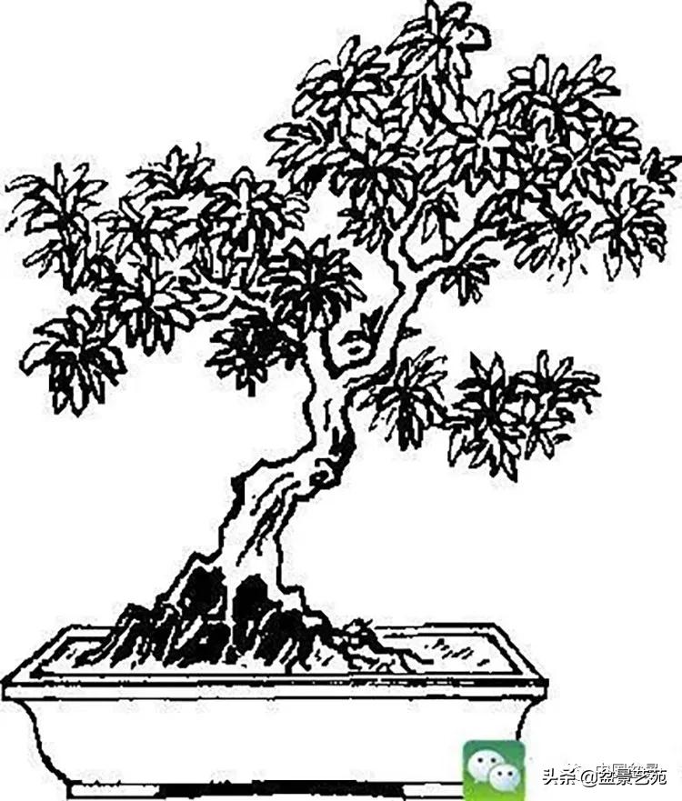 金银花盆景的修剪方法,盆景的修剪知识与技法