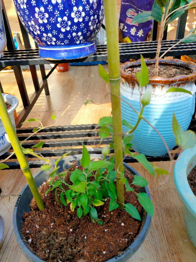 不用木头自制花架最简单的方法,请教DIY高手如何自制花架