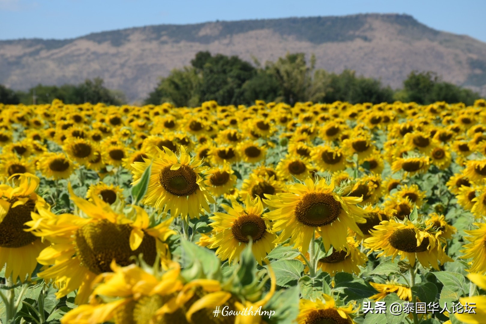 12月赏油菜花,12月相约