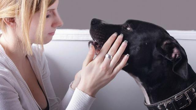 幼犬狗狗刚来胆小害怕怎么办,狗狗胆小怎么办见人就躲