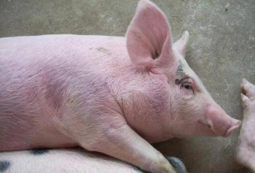 养母猪有哪些注意事项,夏天养猪注意事项