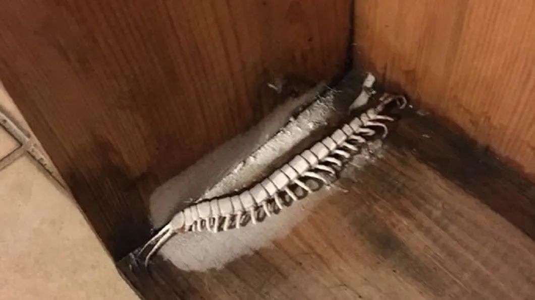 在南方大蜈蚣面前,南方大蟑螂简直不堪一提