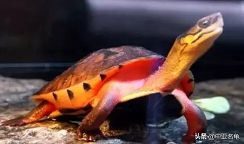 新手养龟快速入门教程,石金钱龟冬天怎么养新手必看