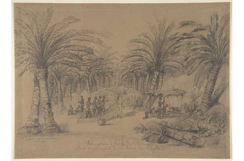 棕榈油零脂肪,棕榈油中也含有丰富的饱和脂肪