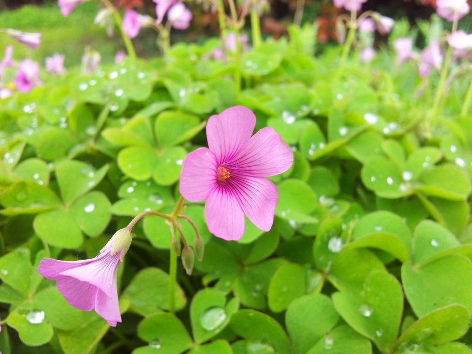 马尼拉草地怎么除草,马尼拉草地播种前打什么除杂草