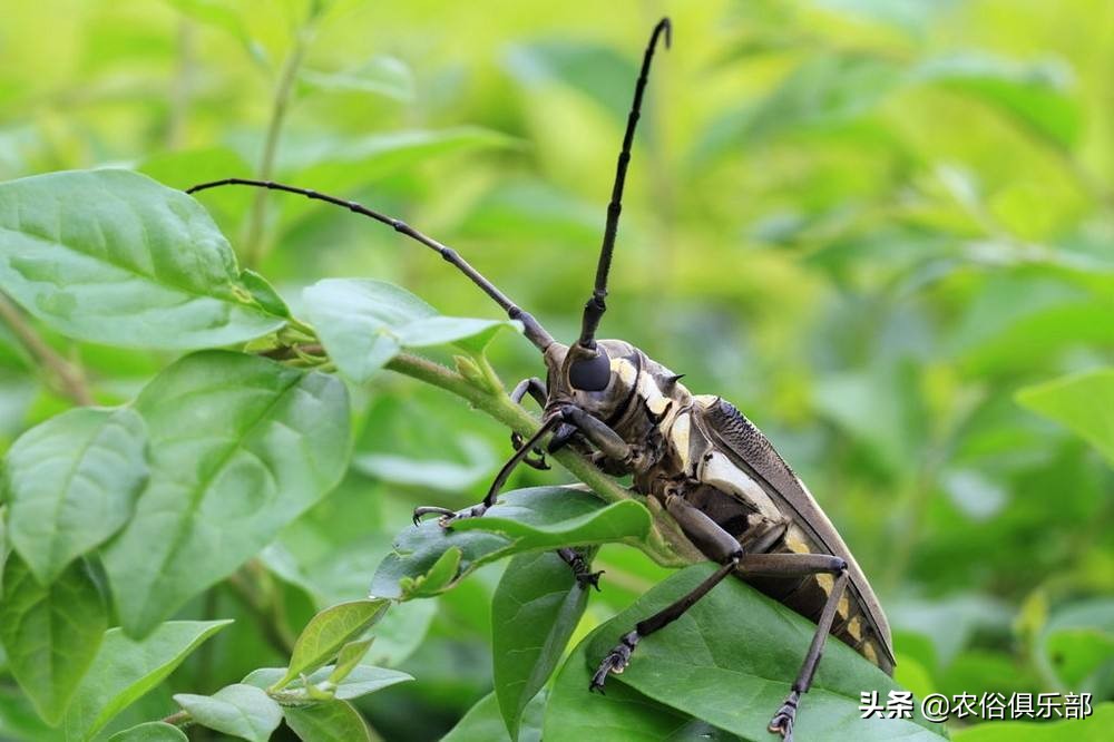 农村最常见的三种害虫,在农村有哪些害虫