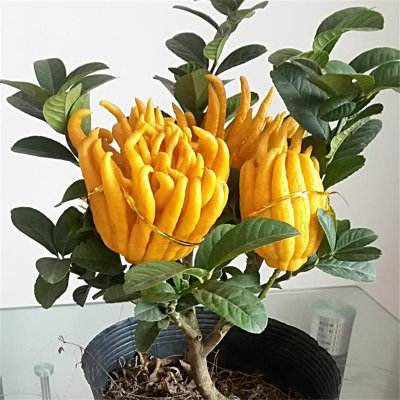 既能观果又能吃的盆栽,喜阴观果盆栽