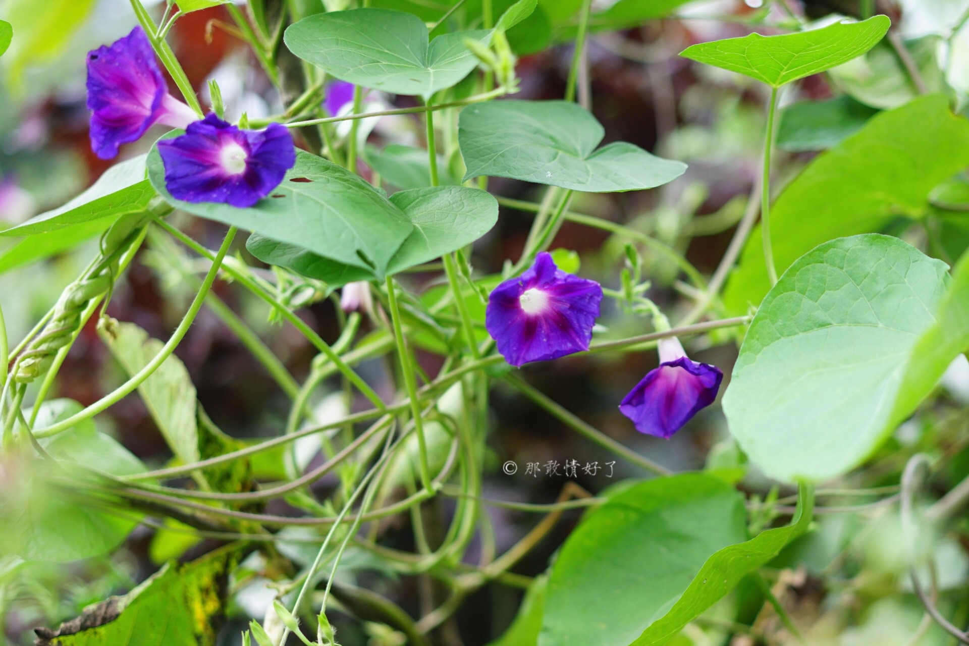 北京昌平带私人烧烤的民宿,昌平京郊民宿
